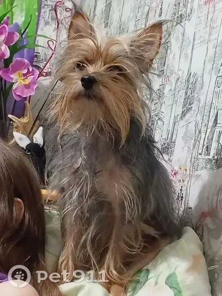 Пропала собака, улица Профсоюзов, Невьянск - рыже-черная - photo