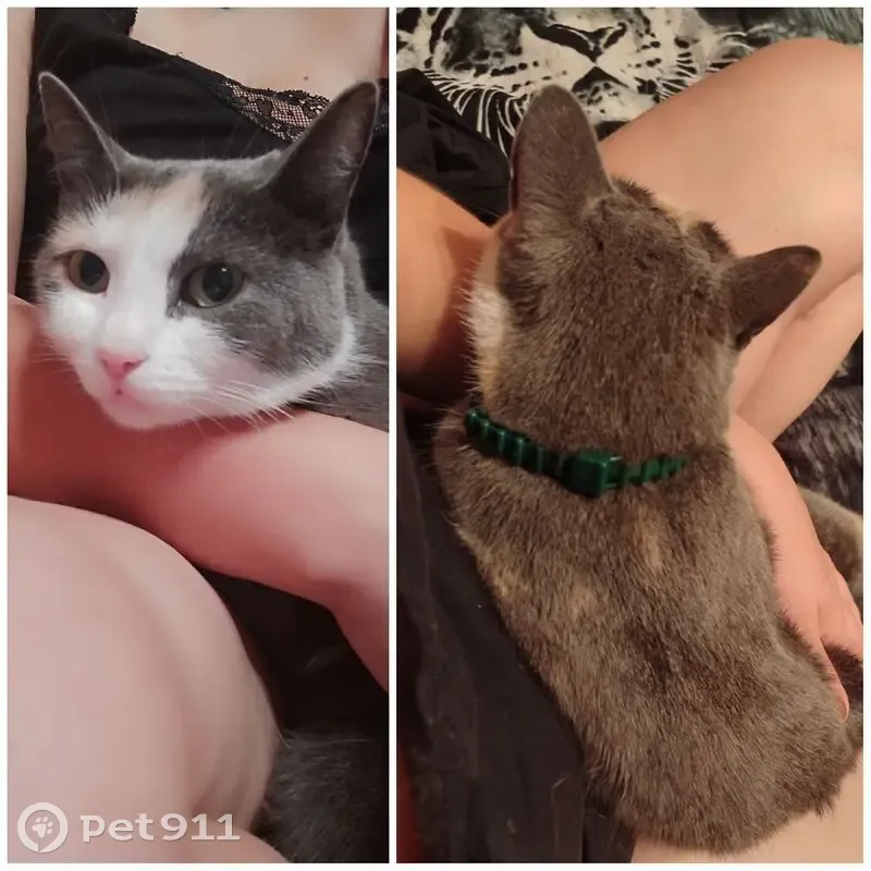 Пропала кошка, улица Гагарина, Абакан - дымчатый окрас с белыми и рыжими пятнами - photo