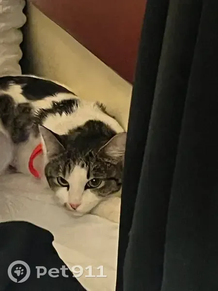 Пропала кошка, Нальчикский переулок, 27, Ростов-на-Дону - белая с полосатыми пятнами - photo