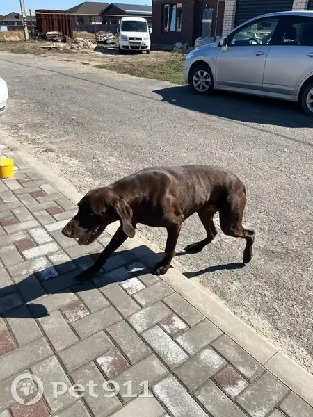 Пропала собака, мужской пол, Ростовское шоссе, Таганрог - зовут Бенни, пугливая - photo