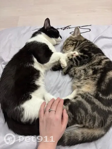 Пропала кошка, улица Гагарина, 53, Домодедово - Маркиз и Симба убежали через балкон - photo