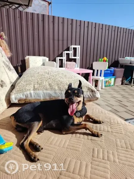 Пропал собака, улица Роз, 5Ю, Российский - медальон с номером телефона - photo