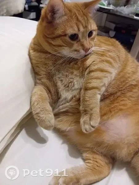 Пропал кот, улица Розы Люксембург, 19, Псков - рыжий, крупный, упитанный - photo