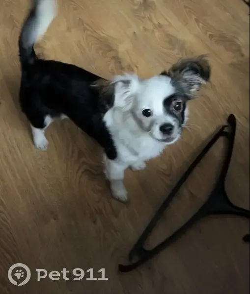 Пропал собака, Ревкомовская улица, 52, Ростов-на-Дону - черно-белый с дополнительным пальчиком - photo