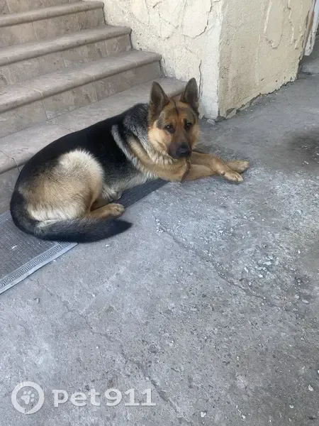 Пропал собака, Гай — Орск, Орск - породистая немецкая овчарка - photo