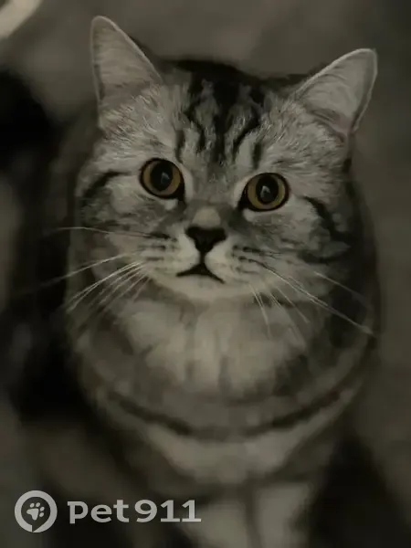 Пропал кот, улица Микояна, 10 к1, Химки - серый полосатый шотландец - photo