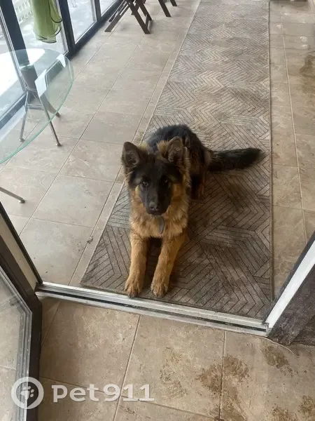 Пропала собака, Гай — Орск, Орск - породистая немецкая овчарка - photo