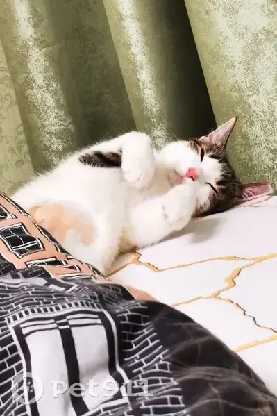 Пропала кошка, улица Веденяпина, 7, Нижний Новгород - белая с серо-чёрными пятнами - photo