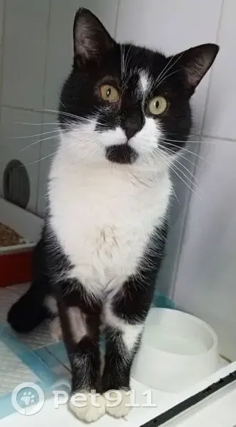 Пропал кот, улица Чкалова, 1, Нижний Новгород - откликается на кличку Миша - photo