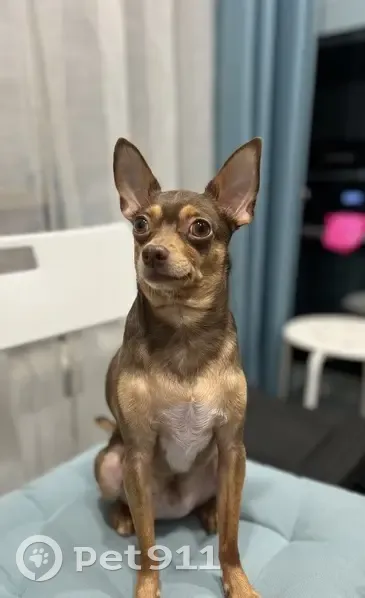 Пропала собака, улица Софьи Ковалевской, 2, Москва - той-терьер, откликается на «Микки» - photo