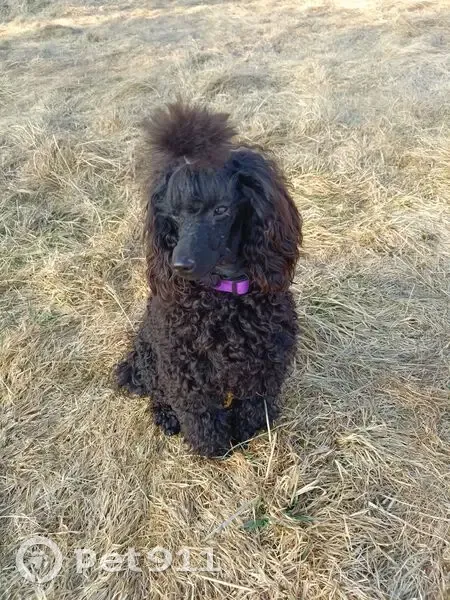 Пропал пудель, мужской, улица Буяльского, район Коммунарка - photo