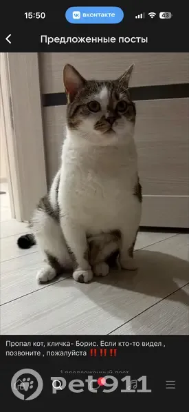 Пропала кошка, улица Терешковой, 16, Борисоглебск - photo