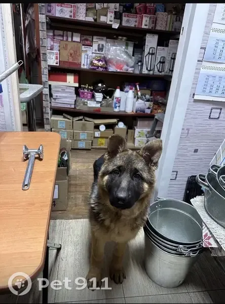 Пропала собака, Шоссейная улица, 40, Юрга - черно-коричневая с клеймом на животе - photo