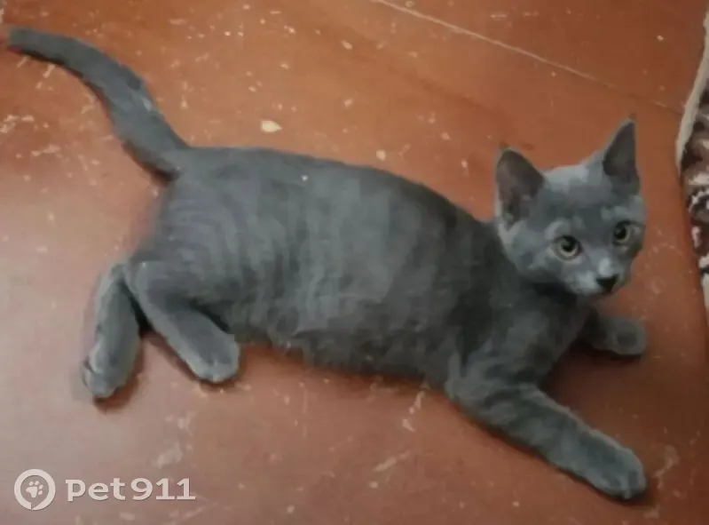 Пропал кот, Новошахтинск - стального окраса с белым пятнышком - photo