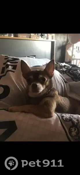 Пропал собака, улица Туполева, 23, Воронеж - кличка Еврик - photo