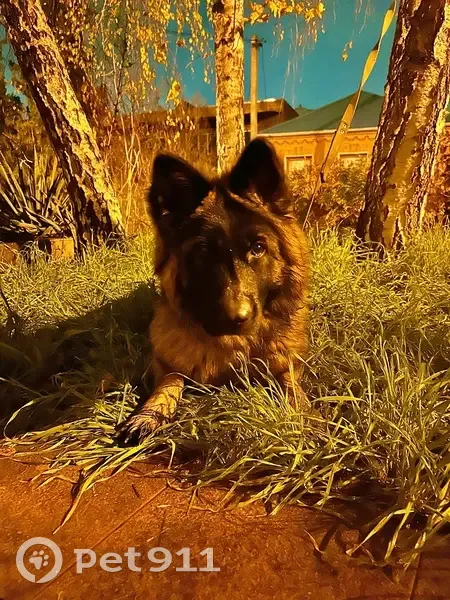 Пропала собака, улица имени Володи Головатого, 400/1, Краснодар - чепрачный окрас, пушистая - photo