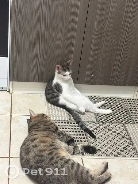 Пропал кот, улица Филиппова, 1А, Подольск - упал с окна - photo