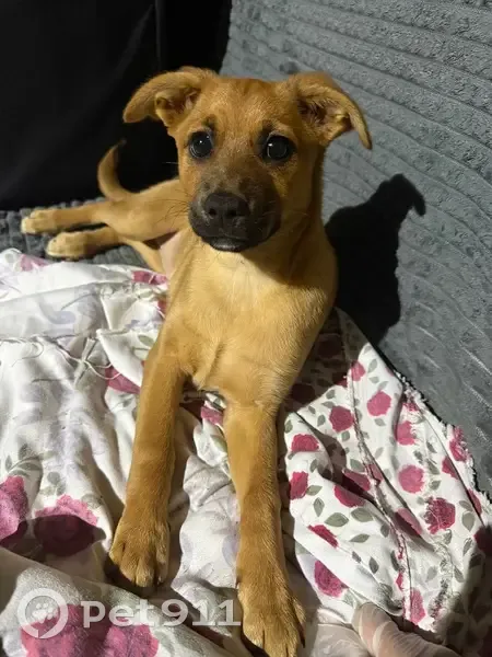 Пропала собака, женская, Курганная улица, Михайловск - 2 месяца, рыженькая - photo