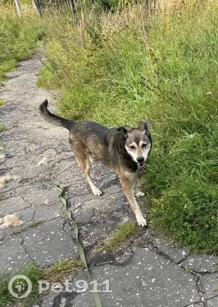 Пропал собака, Дуниловское шоссе, Иваново - очень добрый пёс - photo