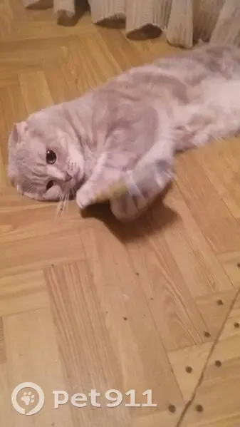 Пропал кот, Большая Филёвская улица, 10, Москва - выбежал из квартиры - photo