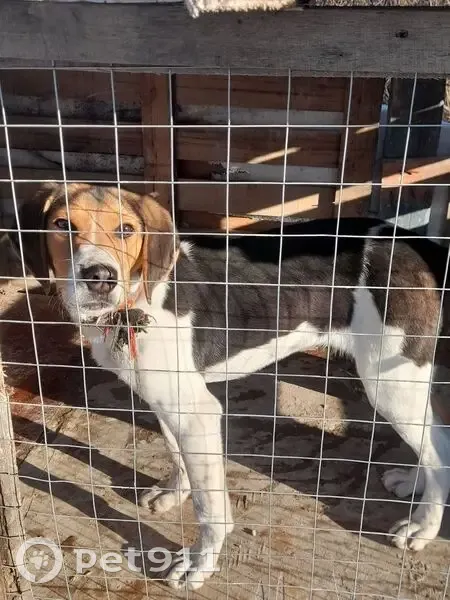 Пропал собака, Туапсе - русский пеги гончи - photo