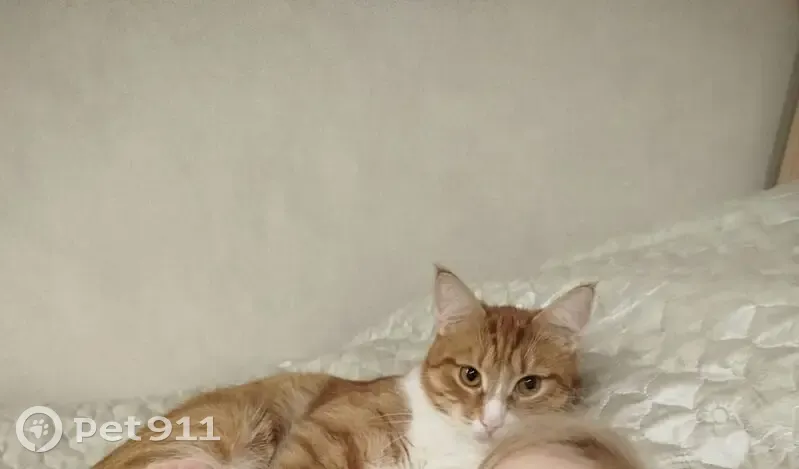 Пропал кот, Озёрная улица, 7, Чемодурово - рыжий с белой грудкой и белыми лапками - photo