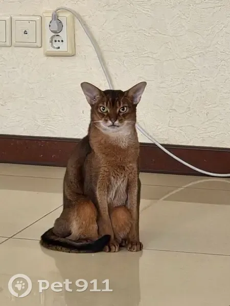 Пропал кот, Батуринская улица, 104, Ростов-на-Дону - абиссин, стерилизован - photo