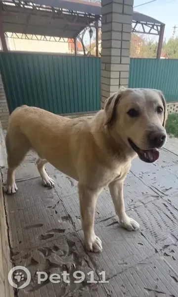 Пропал собака, Астраханская улица, 12/1, Краснодар - палевый окрас, карие глаза - photo