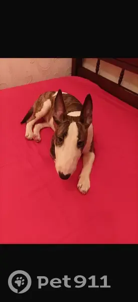 Пропала собака, женский пол, улица Коминтерна, 21/2, Москва - мини-бультерьер - photo