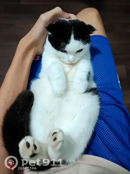 Пропала кошка, улица Павлова, 68, Краснодар - черно-белая вислоухая - photo