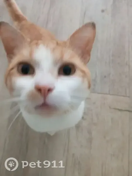 Пропал кот, 77С с1, Удино - рыжий с белым, с ошейником - photo