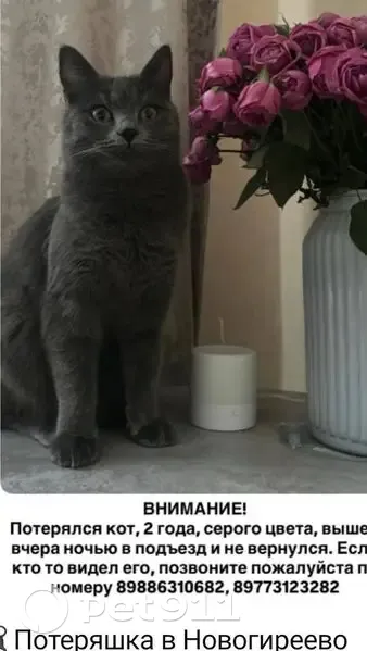 Пропал кот, Зелёный проспект, Москва - серый окрас - photo