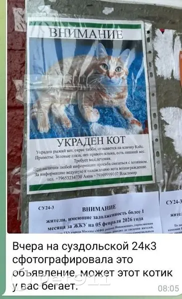 Пропал кот, Суздальская улица, 24 к3, Москва - рыжий с белым полосатый - photo