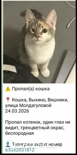 Пропала кошка, улица Молдагуловой, 32, Москва - трёхцветная с травмированным глазом - photo