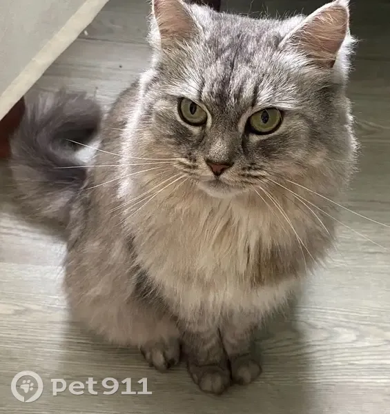 Пропала кошка, Зюзинская улица, 4 к3, Москва - свето-серая сибирская, пушистая - photo