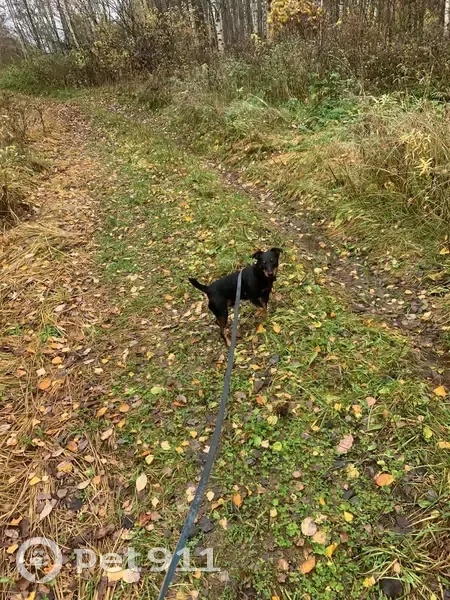Пропал собака, Малыгинское сельское поселение, Малыгинское - ягдтерьер с ошейником - photo