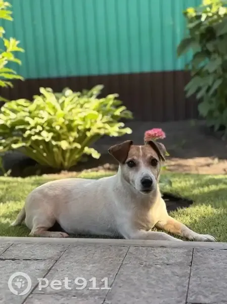 Пропал собака, Комсомольская улица, 59, Бузулук - Джек Расселл терьер - photo