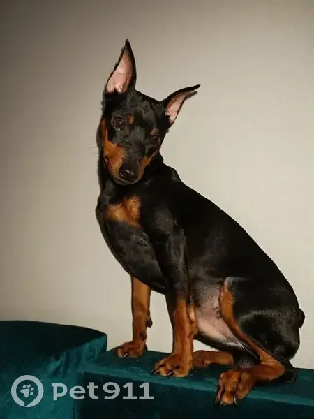 Пропал собака, Красулинская улица, район Коммунарка - черно подпадый цвергпинчер - photo