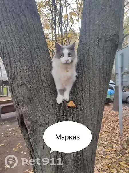 Пропал кот, Азовская улица, 37 к1, Москва - серо-белый окрас с пятнами - photo