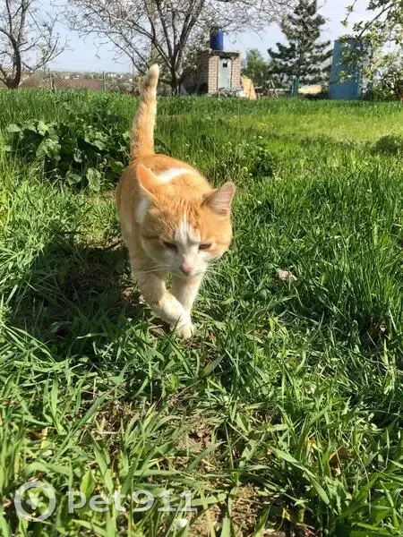 Пропал кот, улица Борьбы, 6, Волгоград - окрас рыжий, живот белый - photo