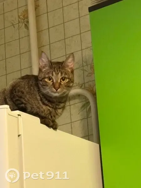 Пропала кошка, Новая Ильинка, Иваново - серый окрас с рыжими пятнашками - photo