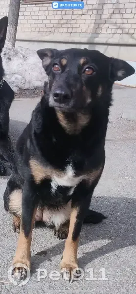 Пропала собака, женская, улица Авроры, 207, Самара - коричневый ошейник - photo