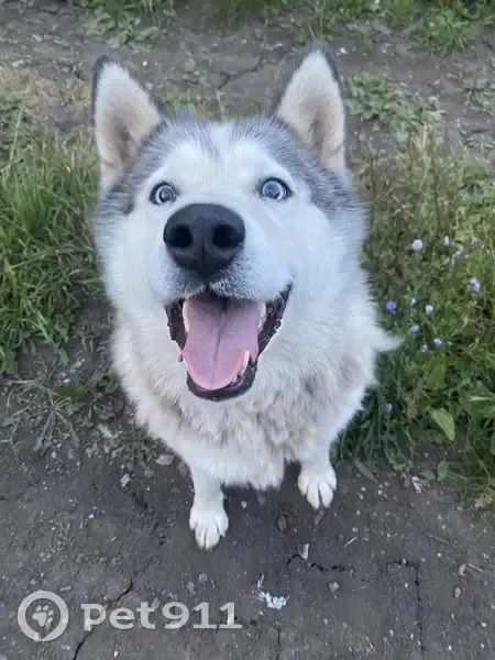 Пропала собака, Уфа, Башкортостан - хаски с шрамом на задней лапе - photo
