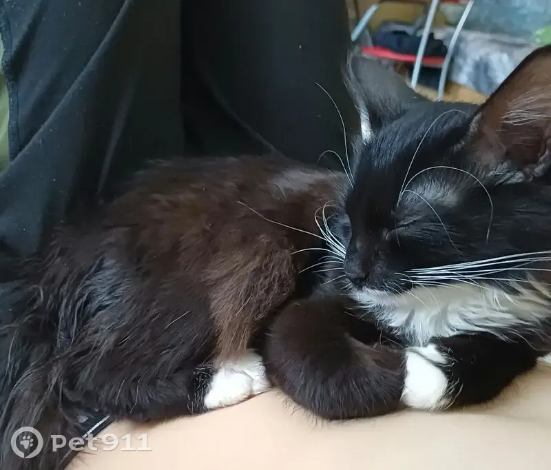 Пропала кошка, мужской пол, улица Розы Люксембург, 27, Псков - photo