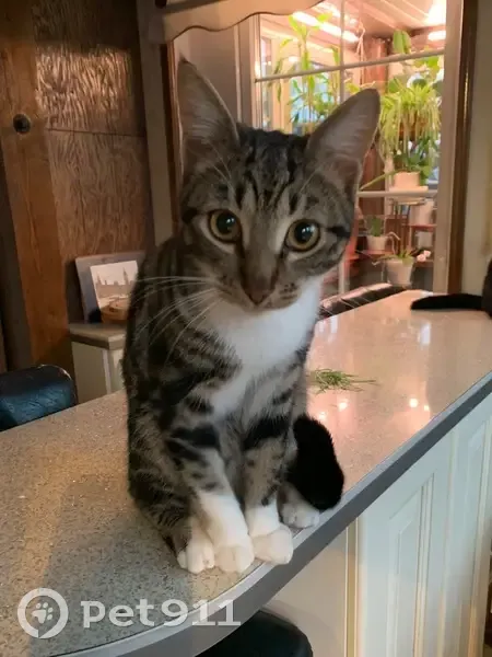 Пропал кот, улица Коммунаров, Сестрорецк - фиолетовый ошейник, окрас как у бенгала - photo