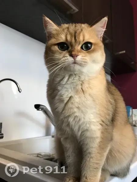 Пропала кошка, улица Стачек, 61, Ярославль - золотистый окрас, зовут Еся - photo