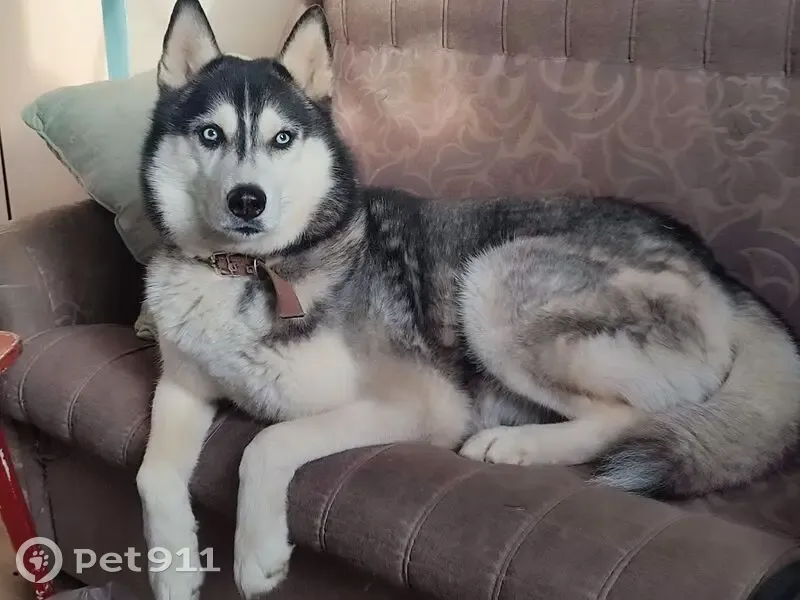 Пропала собака, Выставочная улица, 16, Краснодар - светлокоричневый ошейник - photo