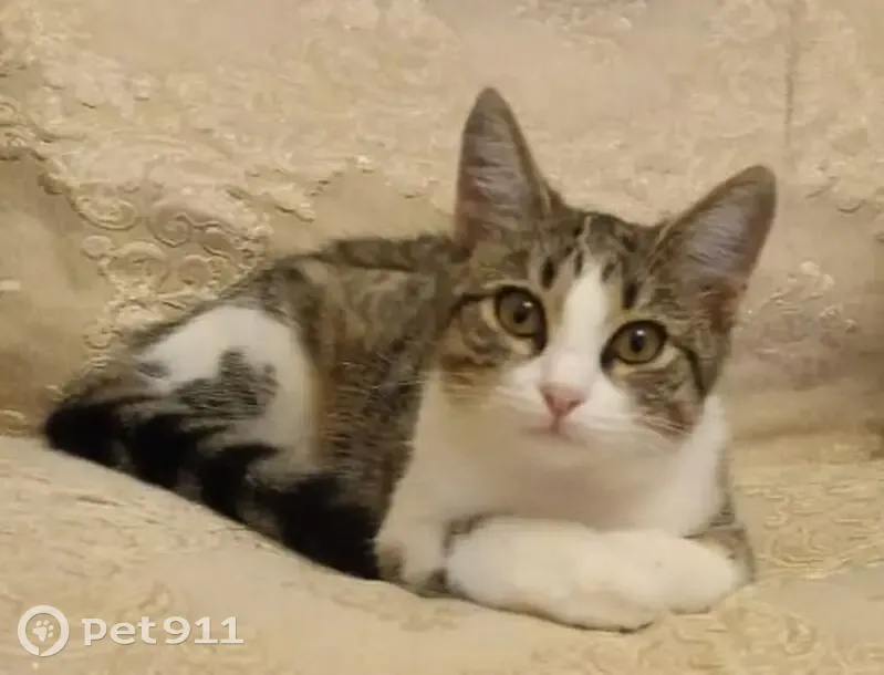 Пропала кошка, Псекупская улица, Горячий Ключ - стерилизованная, крупная - photo