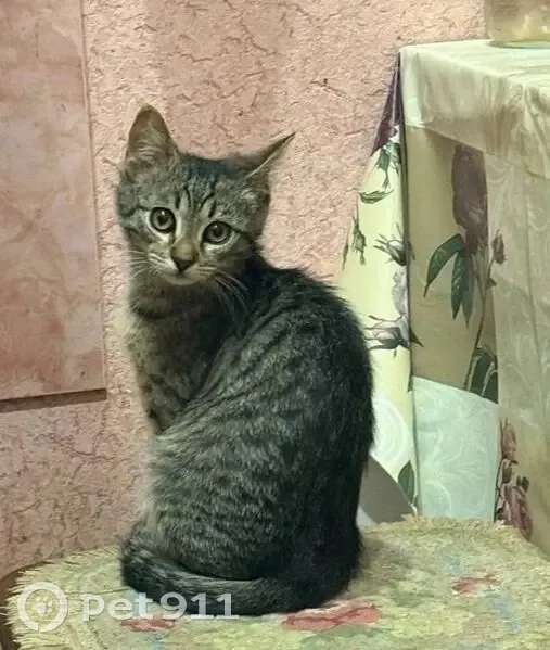 Пропала кошка, Провиантская улица, 7, Саратов - серая полосатая, полгода - photo