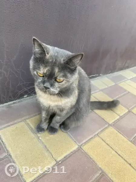 Пропала кошка, Подлесная улица, 142А, Новая Усмань - откликается на Муся - photo